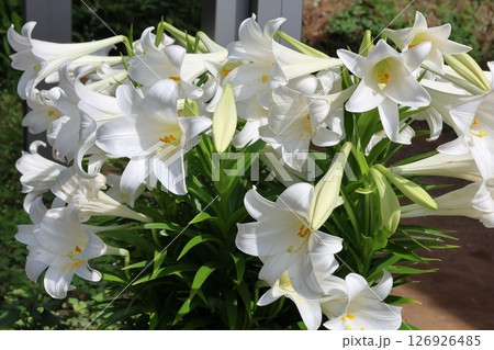 白い百合 テッポウユリ ユリ 白い百合 テッポウユリ ユリ 126926485