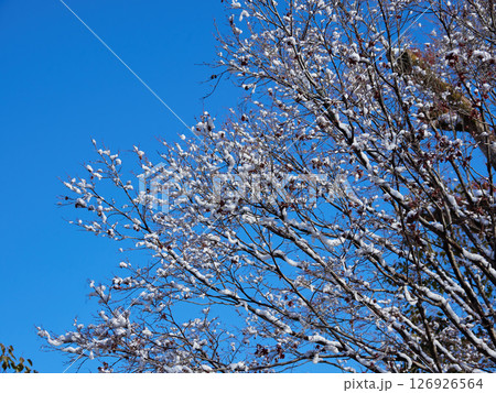 冬の青空と枯れた木の枝の積雪の風景 冬の青空と枯れた木の枝の積雪の風景 126926564