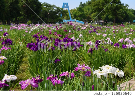 水元公園の葛飾菖蒲まつり　五月下旬から六月初旬　東京都葛飾区 126926640