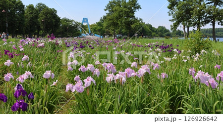 水元公園の葛飾菖蒲まつり 五月下旬から六月初旬 東京都葛飾区 水元公園の葛飾菖蒲まつり 五月下旬から六月初旬 東京都葛飾区 126926642