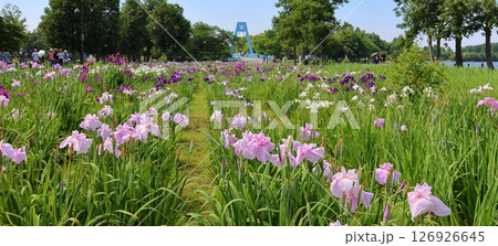 水元公園の葛飾菖蒲まつり　五月下旬から六月初旬　東京都葛飾区 126926645