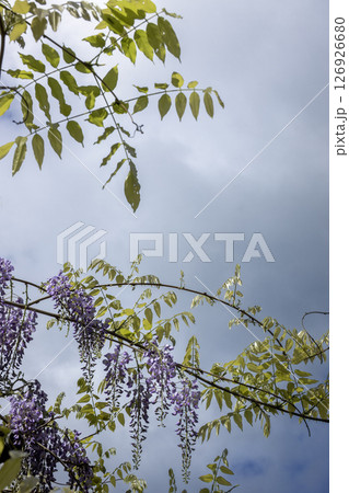 春の花、空を背景に咲く藤の花風景 126926680