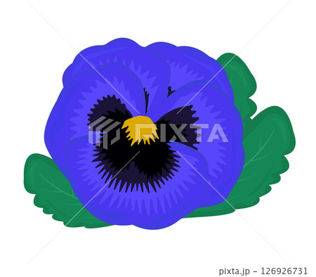 Single blue pansy with leaves, bright illustration Single blue pansy with leaves, bright illustration 126926731