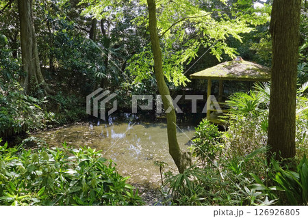 新緑の実篤公園（上の池） 126926805