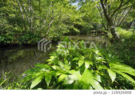 新緑の実篤公園（下の池） 126926806