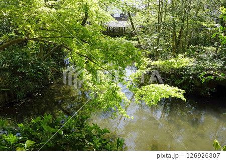 新緑の実篤公園（下の池） 126926807