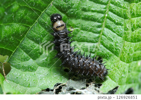 イラクサ科植物に守られるトゲトゲ真っ黒なアカタテハ蝶の幼虫（自然環境下ストロボマクロ撮影） 126926851