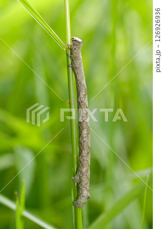 草地の中、大きいシャクガ科蛾の幼虫が茎に添っている(自然環境下ストロボマクロ撮影) 草地の中、大きいシャクガ科蛾の幼虫が茎に添っている(自然環境下ストロボマクロ撮影) 126926936