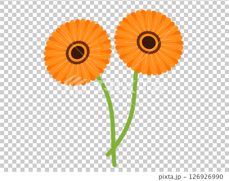 非洲菊圖標 126926990