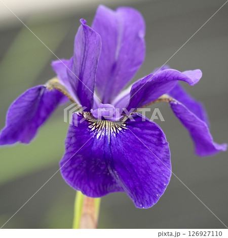 初夏に咲く紫色の花 キレイなあやめ 初夏に咲く紫色の花 キレイなあやめ 126927110