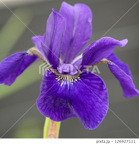 初夏に咲く紫色の花　キレイなあやめ　 126927111