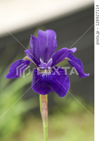 初夏に咲く紫色の花　キレイなあやめ　 126927114