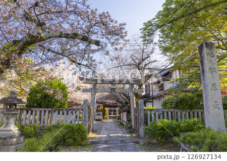 桜咲く法伝寺　(京都市左京区浄土寺真如町) 126927134