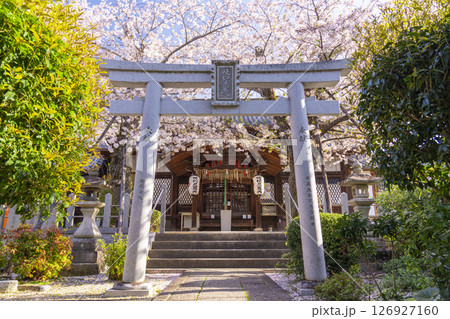 桜咲く法伝寺　(京都市左京区浄土寺真如町) 126927160