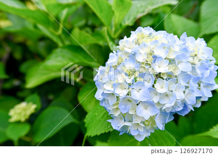 6月の紫陽花 6月の紫陽花 126927170
