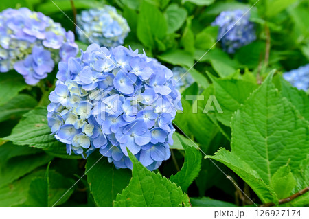 6月の紫陽花 126927174