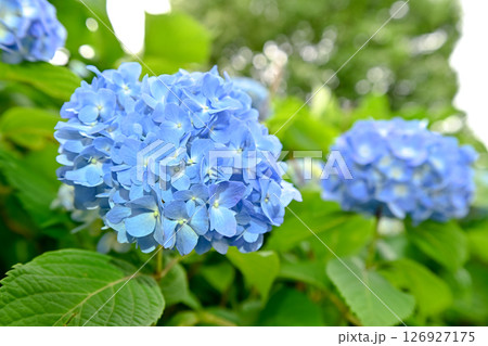 6月の紫陽花 126927175