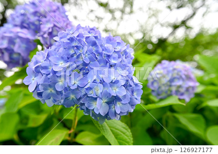 6月の紫陽花 126927177