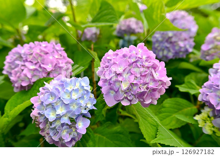 6月の紫陽花 126927182