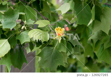 Unusual flowers of Liriodendron tulipifera or the tulip tree 126927265