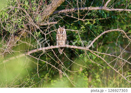 The long-eared owl (Asio otus) 126927303
