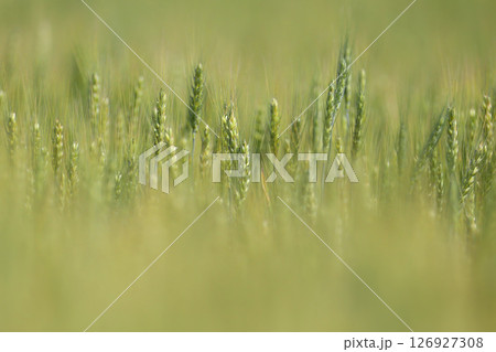Ripening green ears of Durum wheat 126927308
