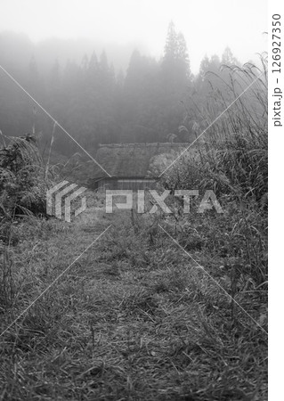 ススキ 荻町合掌造り集落 世界文化遺産 白川郷 茅葺 ススキ 荻町合掌造り集落 世界文化遺産 白川郷 茅葺 126927350