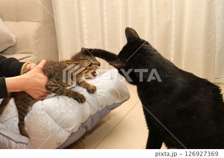 じゃれ合う2匹の猫 126927369