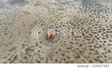 top view aerial uav buffalo landscape.Thai buffalo herd standing in the meadow,Buffalo in the countryside  126927383