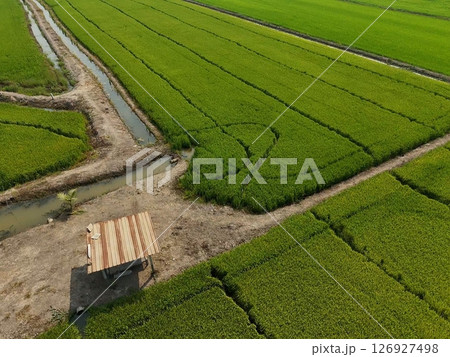 Green rice Fileds aerial top view Thailand countryside landscape 126927498