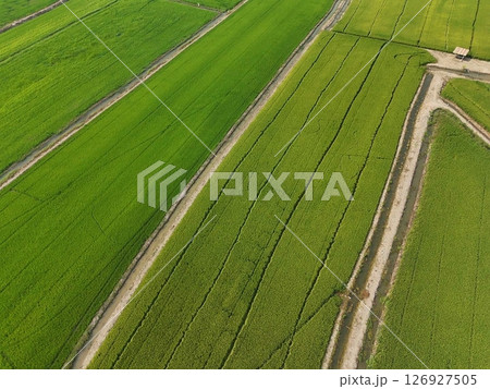 Green rice Fileds aerial top view Thailand countryside landscape Green rice Fileds aerial top view Thailand countryside landscape 126927505