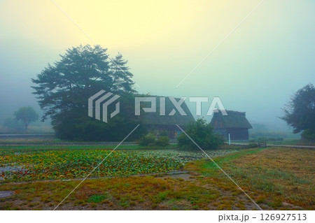 スイレン池　荻町合掌造り集落　世界文化遺産　白川郷　茅葺 126927513