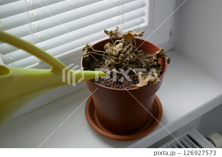 Dried plant in a pot on a windowsill. Houseplant care concept. Watering from a watering can of a dried geranium flower 126927573