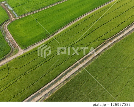 Green rice Fileds aerial top view Thailand countryside landscape 126927582