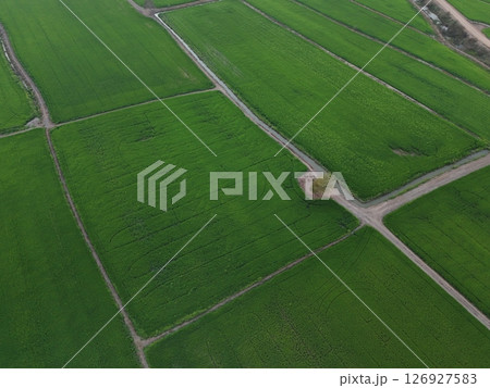 Green rice Fileds aerial top view Thailand countryside landscape 126927583