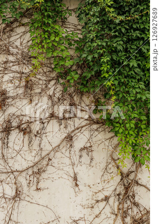 Green ivy climbing on old wall, showing signs of growth and decay vertical wallpapper copy space 126927689