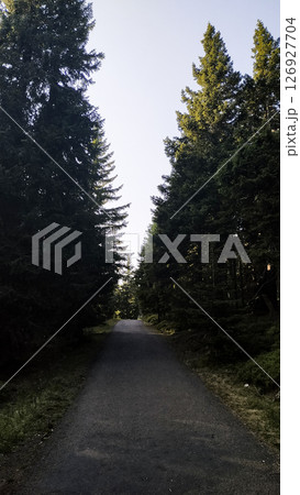 Road leading into snezka mountain surrounded by pine trees in czechia in august 126927704