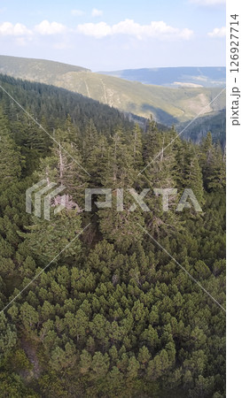 Aerial view of snezka mountain, czech republic, showing lush green pine forest in august 126927714