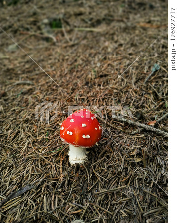 Fly agaric mushroom growing in the forest near snezka mountain in august 126927717