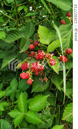 Ripe and unripe blackberries growing on a bush in czechia Ripe and unripe blackberries growing on a bush in czechia 126927718