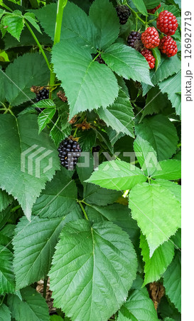 Ripe and unripe blackberries growing on a bush in czechia Ripe and unripe blackberries growing on a bush in czechia 126927719