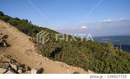 Hiking trail winding through lush pine forest on snezka mountain in czech republic in august Hiking trail winding through lush pine forest on snezka mountain in czech republic in august 126927720