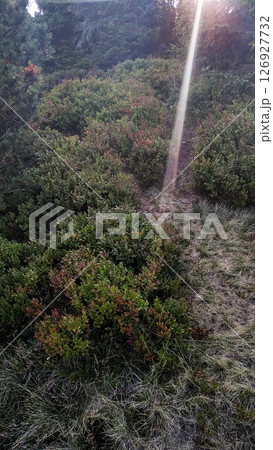 Sunbeam crossing blueberry bushes on snezka mountain in czechia in august Sunbeam crossing blueberry bushes on snezka mountain in czechia in august 126927732