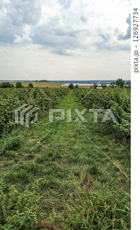 Grassy path leading through raspberry bushes in czech republic countryside 126927734