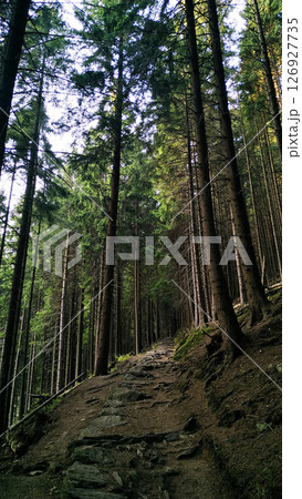 Hiking trail ascending through majestic pine forest on snezka mountain in august 126927735