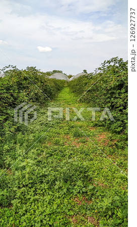 Raspberry plantation growing under polythene tunnels in czechia 126927737