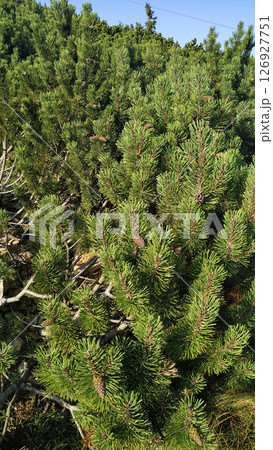 Lush green pine trees growing on snezka mountain in czechia in august Lush green pine trees growing on snezka mountain in czechia in august 126927751