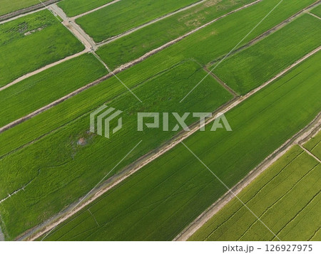 Green rice Fileds aerial top view Thailand countryside landscape 126927975