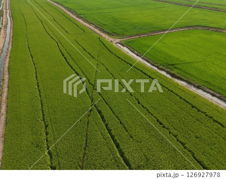 Green rice Fileds aerial top view Thailand countryside landscape 126927978