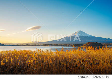 Mount Fuji and Golden Reeds at Lake Kawaguchiko 126928019